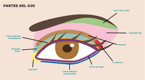 partes del ojo externo